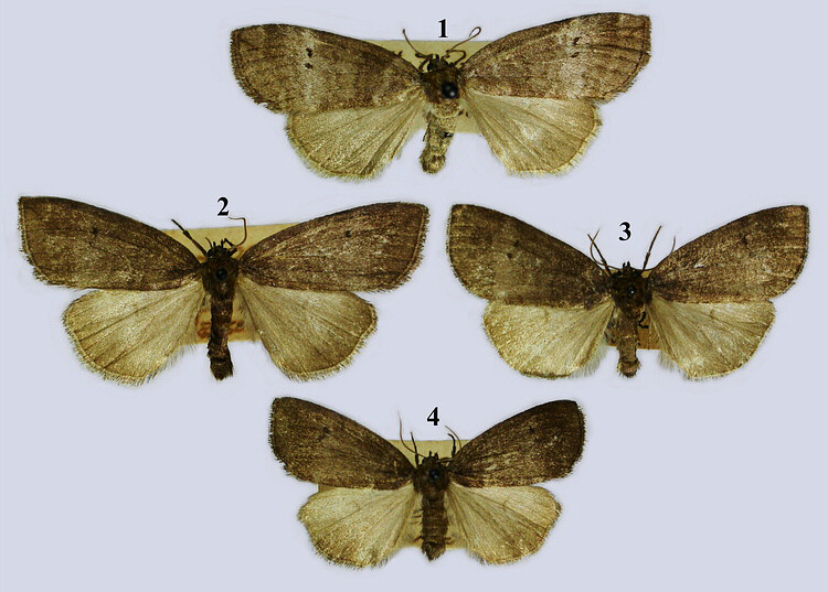 Thyatiridae image